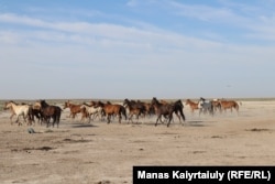 Әуедегі дроннан үркіп қашқан жылқы үйірі. Шөлін қандырған мал енді өріске ұзайды. Маңғыстау облысы Қызан аулының маңы, 14 шілде 2021 жыл.